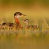 Potapka rudokrka - Podiceps grisegena - Red-necked Grebe 9705